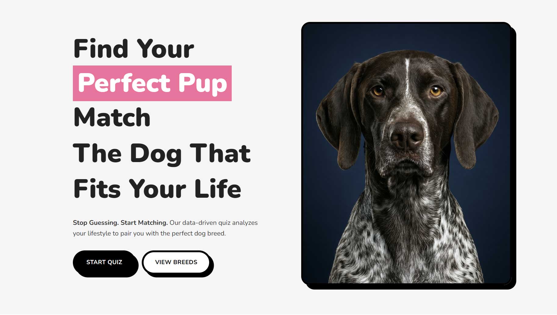 Find Your Perfect Pup Match - The Dog That Fits Your Life